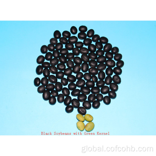 Bulk Sale Dried black beans with green kernel Manufactory